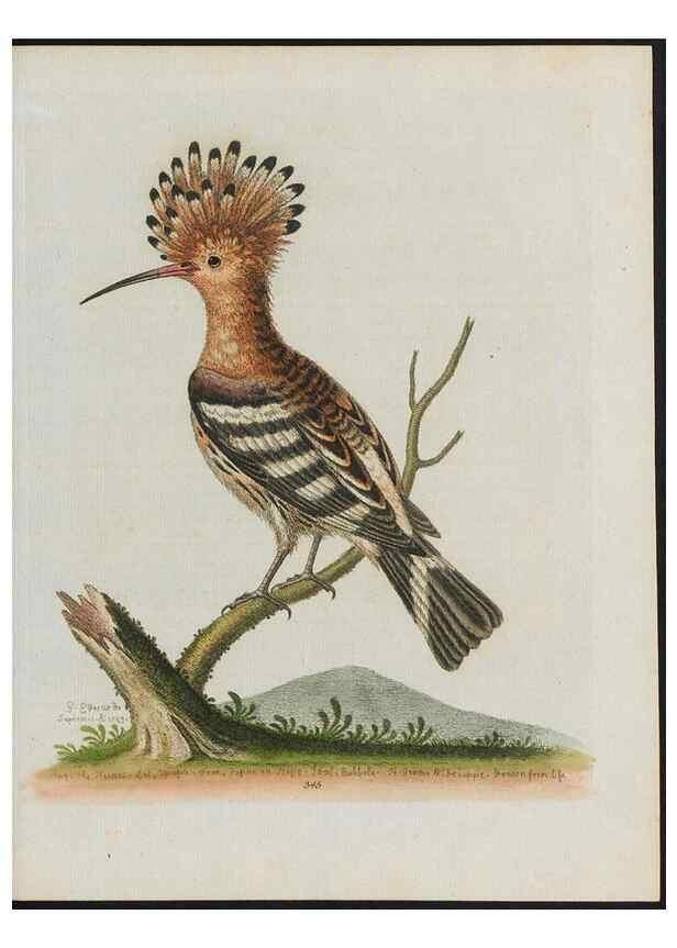 Reproducción/Reproduction 37990377574: Gleanings of natural history, exhibiting figures of quadrupeds, birds, insects, plants &c.... London :Printed for author at the Royal Collage of Physicians,1758-1764.. 