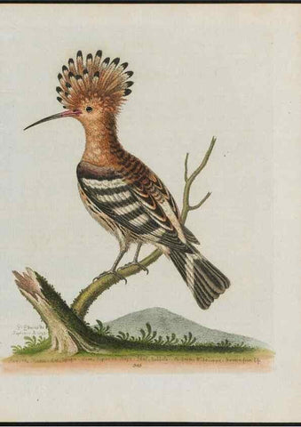 Reproducción/Reproduction 37990377574: Gleanings of natural history, exhibiting figures of quadrupeds, birds, insects, plants &c.... London :Printed for author at the Royal Collage of Physicians,1758-1764.. 
