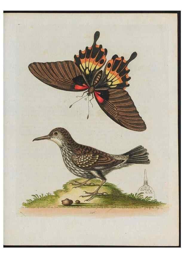 Reproducción/Reproduction 38675701642: Gleanings of natural history, exhibiting figures of quadrupeds, birds, insects, plants &c.... London :Printed for author at the Royal Collage of Physicians,1758-1764.. 