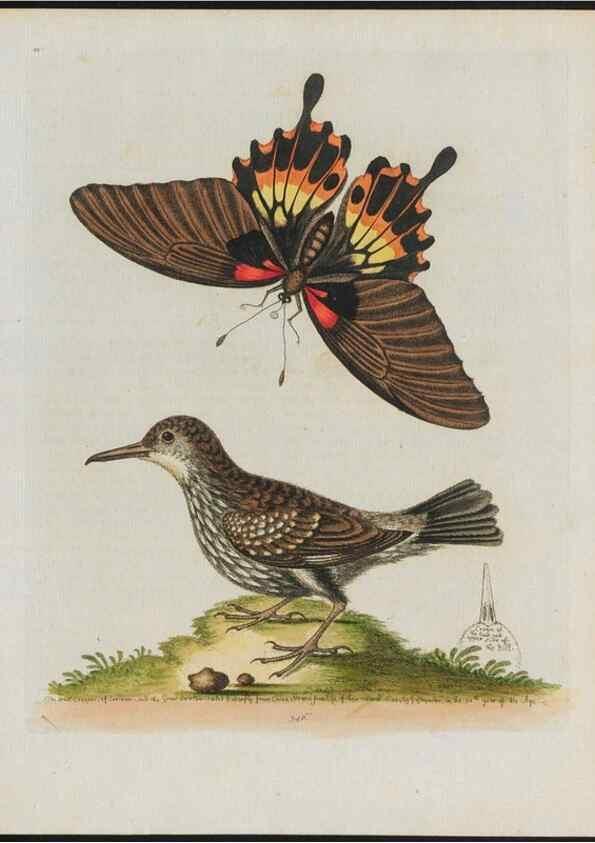 Reproducción/Reproduction 38675701642: Gleanings of natural history, exhibiting figures of quadrupeds, birds, insects, plants &c.... London :Printed for author at the Royal Collage of Physicians,1758-1764.. 