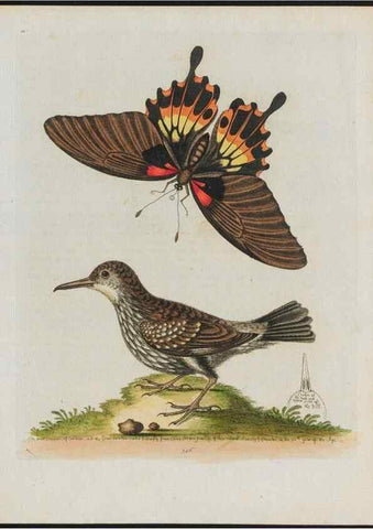 Reproducción/Reproduction 38675701642: Gleanings of natural history, exhibiting figures of quadrupeds, birds, insects, plants &c.... London :Printed for author at the Royal Collage of Physicians,1758-1764.. 