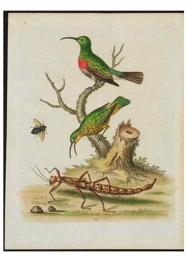 Reproducción/Reproduction 24835151358: Gleanings of natural history, exhibiting figures of quadrupeds, birds, insects, plants &c.... London :Printed for author at the Royal Collage of Physicians,1758-1764.. 