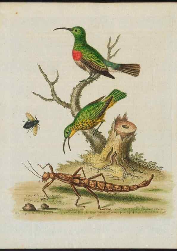 Reproducción/Reproduction 24835151358: Gleanings of natural history, exhibiting figures of quadrupeds, birds, insects, plants &c.... London :Printed for author at the Royal Collage of Physicians,1758-1764.. 