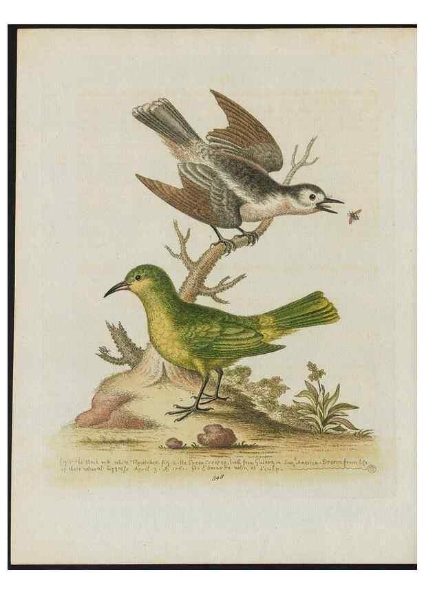 Reproducción/Reproduction 38652205966: Gleanings of natural history, exhibiting figures of quadrupeds, birds, insects, plants &c.... London :Printed for author at the Royal Collage of Physicians,1758-1764.. 