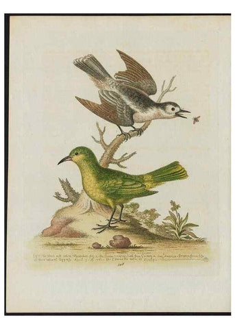 Reproducción/Reproduction 38652205966: Gleanings of natural history, exhibiting figures of quadrupeds, birds, insects, plants &c.... London :Printed for author at the Royal Collage of Physicians,1758-1764.. 