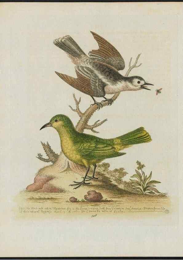 Reproducción/Reproduction 38652205966: Gleanings of natural history, exhibiting figures of quadrupeds, birds, insects, plants &c.... London :Printed for author at the Royal Collage of Physicians,1758-1764.. 