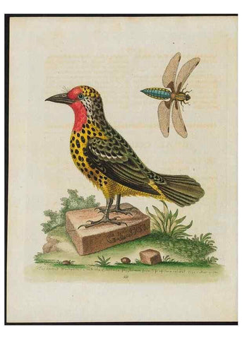 Reproducción/Reproduction 38675656482: Gleanings of natural history, exhibiting figures of quadrupeds, birds, insects, plants &c.... London :Printed for author at the Royal Collage of Physicians,1758-1764.. 