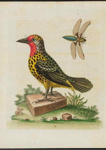 Reproducción/Reproduction 38675656482: Gleanings of natural history, exhibiting figures of quadrupeds, birds, insects, plants &c.... London :Printed for author at the Royal Collage of Physicians,1758-1764.. 