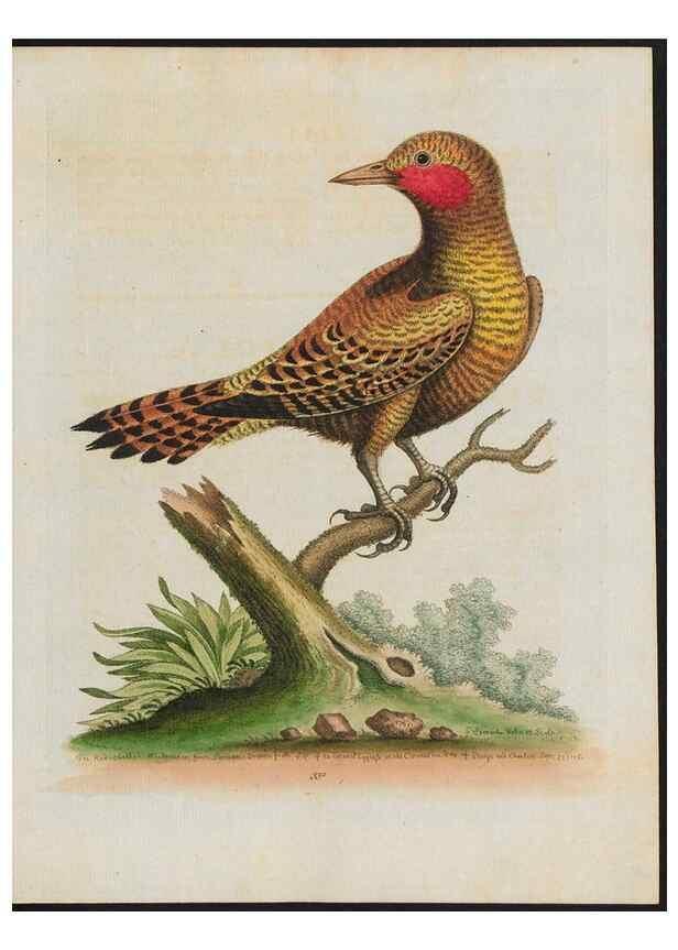 Reproducción/Reproduction 37990354574: Gleanings of natural history, exhibiting figures of quadrupeds, birds, insects, plants &c.... London :Printed for author at the Royal Collage of Physicians,1758-1764.. 