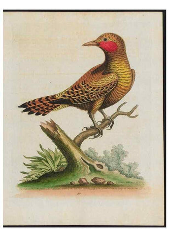 Reproducción/Reproduction 37990354574: Gleanings of natural history, exhibiting figures of quadrupeds, birds, insects, plants &c.... London :Printed for author at the Royal Collage of Physicians,1758-1764.. 