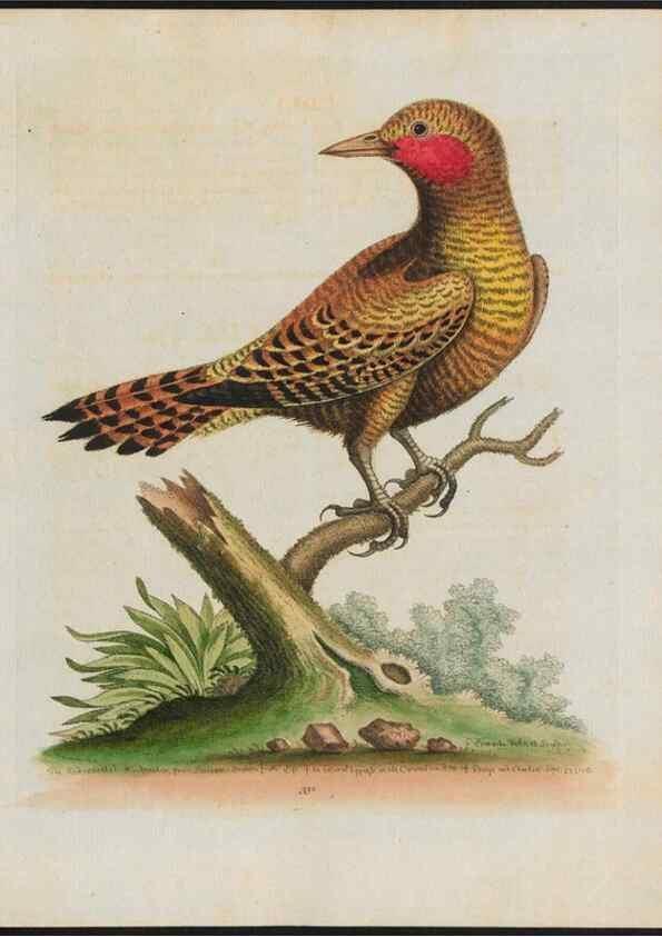 Reproducción/Reproduction 37990354574: Gleanings of natural history, exhibiting figures of quadrupeds, birds, insects, plants &c.... London :Printed for author at the Royal Collage of Physicians,1758-1764.. 