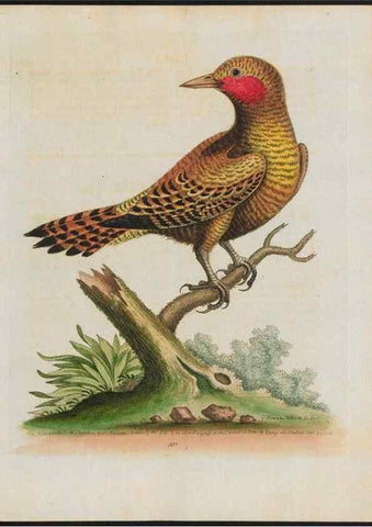 Reproducción/Reproduction 37990354574: Gleanings of natural history, exhibiting figures of quadrupeds, birds, insects, plants &c.... London :Printed for author at the Royal Collage of Physicians,1758-1764.. 