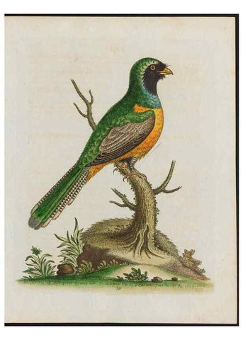 Reproducción/Reproduction 26931901679: Gleanings of natural history, exhibiting figures of quadrupeds, birds, insects, plants &c.... London :Printed for author at the Royal Collage of Physicians,1758-1764.. 