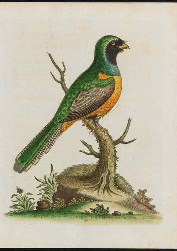 Reproducción/Reproduction 26931901679: Gleanings of natural history, exhibiting figures of quadrupeds, birds, insects, plants &c.... London :Printed for author at the Royal Collage of Physicians,1758-1764.. 