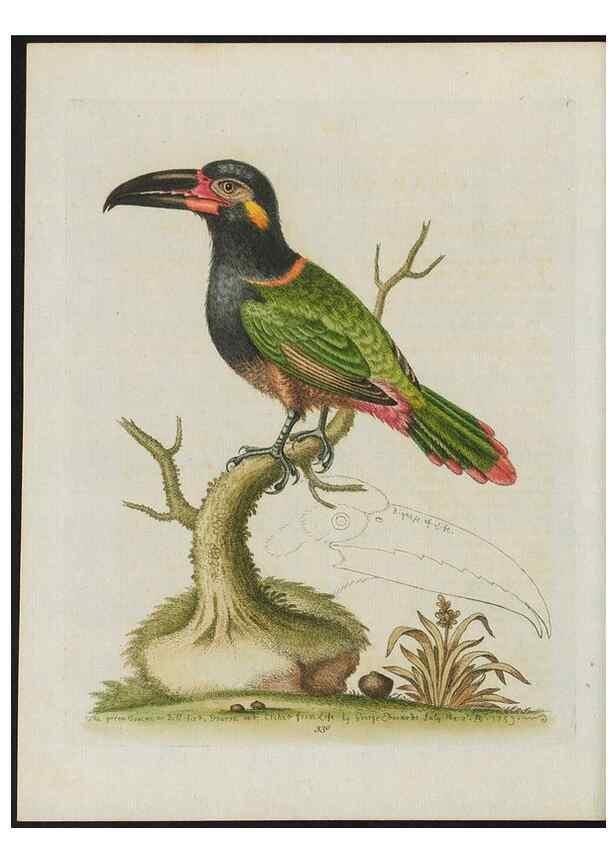 Reproducción/Reproduction 26931896179: Gleanings of natural history, exhibiting figures of quadrupeds, birds, insects, plants &c.... London :Printed for author at the Royal Collage of Physicians,1758-1764.. 