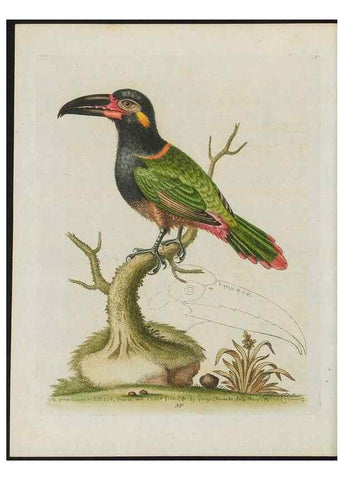 Reproducción/Reproduction 26931896179: Gleanings of natural history, exhibiting figures of quadrupeds, birds, insects, plants &c.... London :Printed for author at the Royal Collage of Physicians,1758-1764.. 
