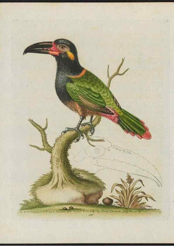 Reproducción/Reproduction 26931896179: Gleanings of natural history, exhibiting figures of quadrupeds, birds, insects, plants &c.... London :Printed for author at the Royal Collage of Physicians,1758-1764.. 