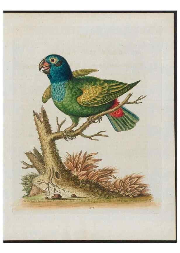 Reproducción/Reproduction 37990309484: Gleanings of natural history, exhibiting figures of quadrupeds, birds, insects, plants &c.... London :Printed for author at the Royal Collage of Physicians,1758-1764.. 