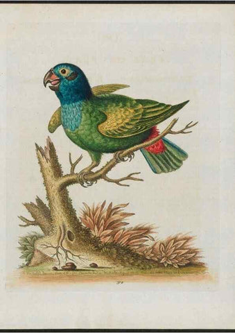 Reproducción/Reproduction 37990309484: Gleanings of natural history, exhibiting figures of quadrupeds, birds, insects, plants &c.... London :Printed for author at the Royal Collage of Physicians,1758-1764.. 