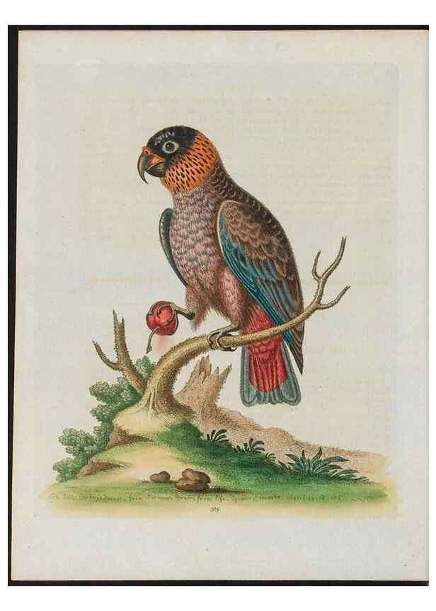 Reproducción/Reproduction 38707856291: Gleanings of natural history, exhibiting figures of quadrupeds, birds, insects, plants &c.... London :Printed for author at the Royal Collage of Physicians,1758-1764.. 
