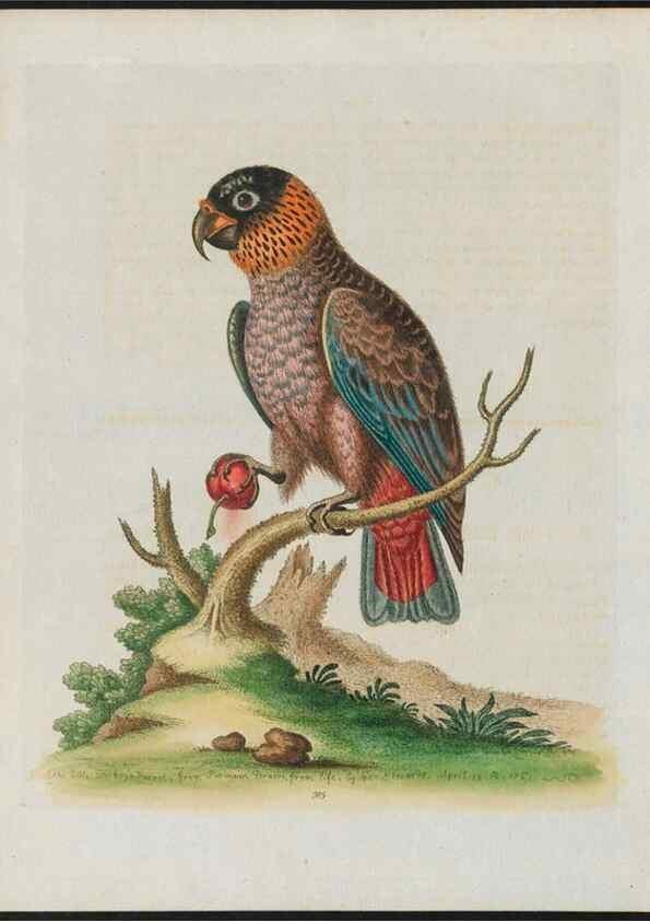 Reproducción/Reproduction 38707856291: Gleanings of natural history, exhibiting figures of quadrupeds, birds, insects, plants &c.... London :Printed for author at the Royal Collage of Physicians,1758-1764.. 