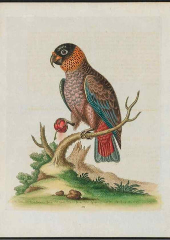 Reproducción/Reproduction 38707856291: Gleanings of natural history, exhibiting figures of quadrupeds, birds, insects, plants &c.... London :Printed for author at the Royal Collage of Physicians,1758-1764.. 