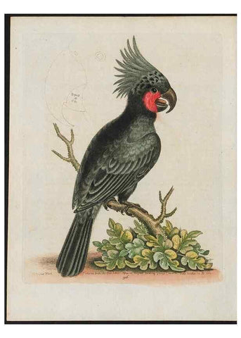 Reproducción/Reproduction 37820243475: Gleanings of natural history, exhibiting figures of quadrupeds, birds, insects, plants &c.... London :Printed for author at the Royal Collage of Physicians,1758-1764.. 