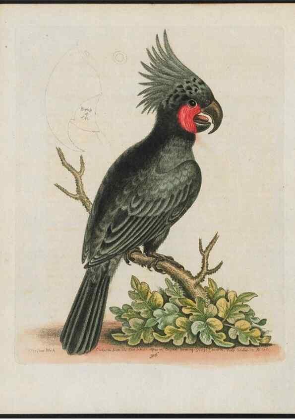 Reproducción/Reproduction 37820243475: Gleanings of natural history, exhibiting figures of quadrupeds, birds, insects, plants &c.... London :Printed for author at the Royal Collage of Physicians,1758-1764.. 