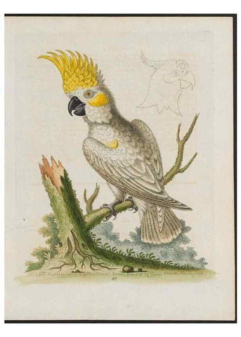 Reproducción/Reproduction 37820246005: Gleanings of natural history, exhibiting figures of quadrupeds, birds, insects, plants &c.... London :Printed for author at the Royal Collage of Physicians,1758-1764.. 