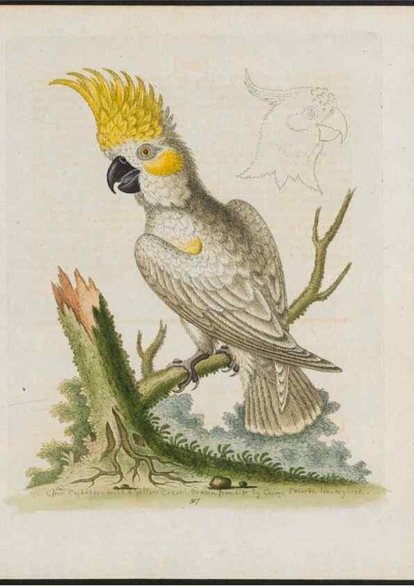 Reproducción/Reproduction 37820246005: Gleanings of natural history, exhibiting figures of quadrupeds, birds, insects, plants &c.... London :Printed for author at the Royal Collage of Physicians,1758-1764.. 