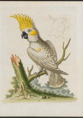 Reproducción/Reproduction 37820246005: Gleanings of natural history, exhibiting figures of quadrupeds, birds, insects, plants &c.... London :Printed for author at the Royal Collage of Physicians,1758-1764.. 