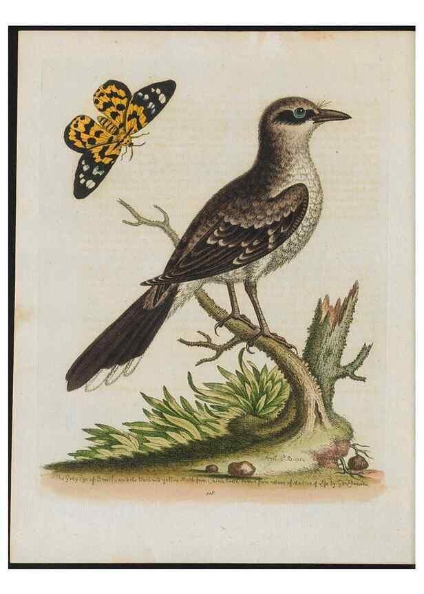 Reproducción/Reproduction 38652141346: Gleanings of natural history, exhibiting figures of quadrupeds, birds, insects, plants &c.... London :Printed for author at the Royal Collage of Physicians,1758-1764.. 
