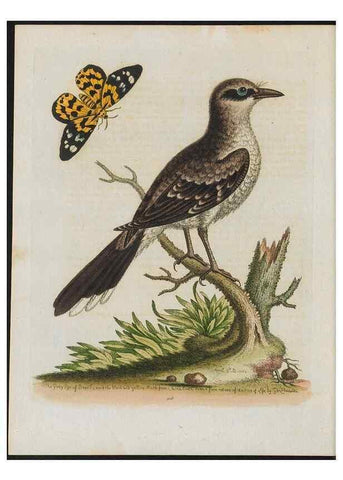 Reproducción/Reproduction 38652141346: Gleanings of natural history, exhibiting figures of quadrupeds, birds, insects, plants &c.... London :Printed for author at the Royal Collage of Physicians,1758-1764.. 