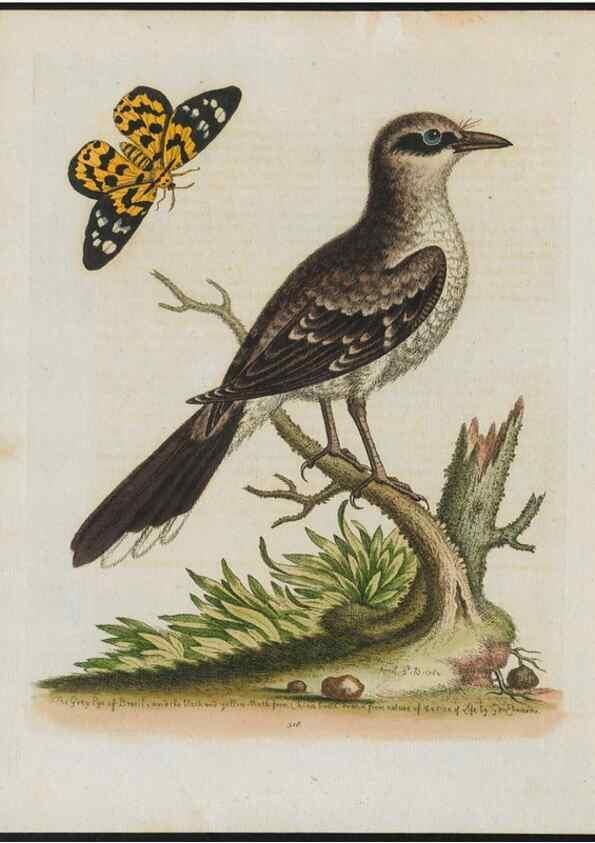 Reproducción/Reproduction 38652141346: Gleanings of natural history, exhibiting figures of quadrupeds, birds, insects, plants &c.... London :Printed for author at the Royal Collage of Physicians,1758-1764.. 