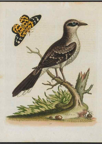 Reproducción/Reproduction 38652141346: Gleanings of natural history, exhibiting figures of quadrupeds, birds, insects, plants &c.... London :Printed for author at the Royal Collage of Physicians,1758-1764.. 