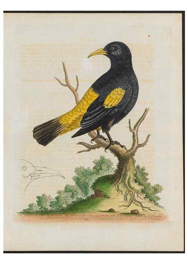 Reproducción/Reproduction 24835075048: Gleanings of natural history, exhibiting figures of quadrupeds, birds, insects, plants &c.... London :Printed for author at the Royal Collage of Physicians,1758-1764.. 