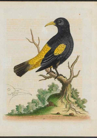 Reproducción/Reproduction 24835075048: Gleanings of natural history, exhibiting figures of quadrupeds, birds, insects, plants &c.... London :Printed for author at the Royal Collage of Physicians,1758-1764.. 