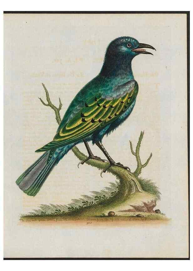 Reproducción/Reproduction 37820252045: Gleanings of natural history, exhibiting figures of quadrupeds, birds, insects, plants &c.... London :Printed for author at the Royal Collage of Physicians,1758-1764.. 