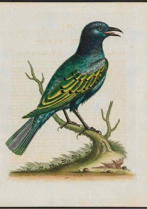Reproducción/Reproduction 37820252045: Gleanings of natural history, exhibiting figures of quadrupeds, birds, insects, plants &c.... London :Printed for author at the Royal Collage of Physicians,1758-1764.. 