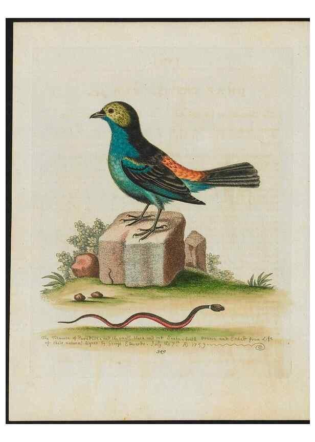 Reproducción/Reproduction 37820321485: Gleanings of natural history, exhibiting figures of quadrupeds, birds, insects, plants &c.... London :Printed for author at the Royal Collage of Physicians,1758-1764.. 
