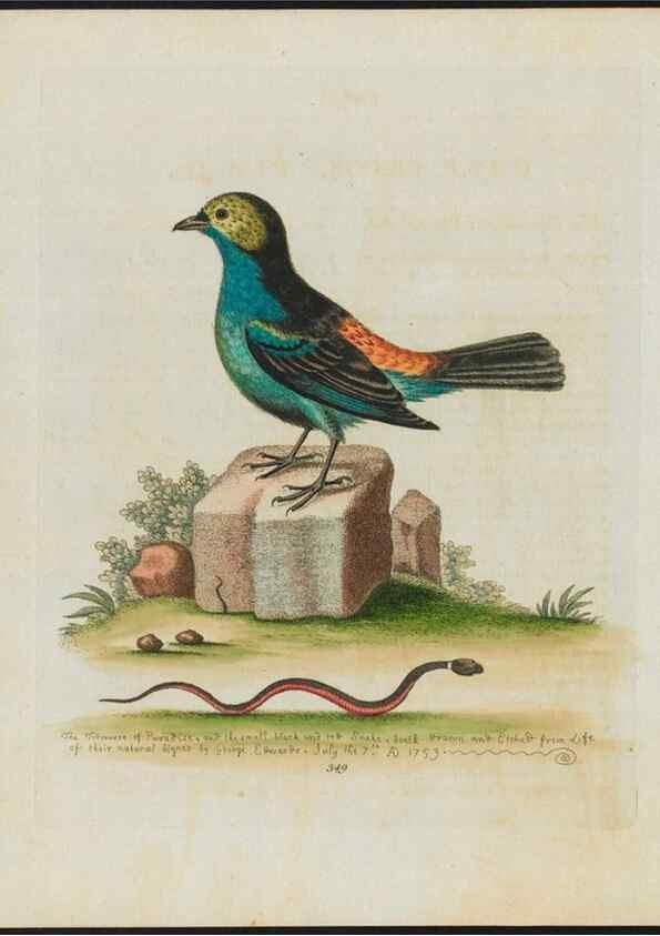 Reproducción/Reproduction 37820321485: Gleanings of natural history, exhibiting figures of quadrupeds, birds, insects, plants &c.... London :Printed for author at the Royal Collage of Physicians,1758-1764.. 