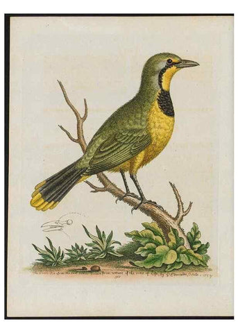 Reproducción/Reproduction 38675627172: Gleanings of natural history, exhibiting figures of quadrupeds, birds, insects, plants &c.... London :Printed for author at the Royal Collage of Physicians,1758-1764.. 