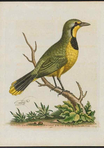 Reproducción/Reproduction 38675627172: Gleanings of natural history, exhibiting figures of quadrupeds, birds, insects, plants &c.... London :Printed for author at the Royal Collage of Physicians,1758-1764.. 
