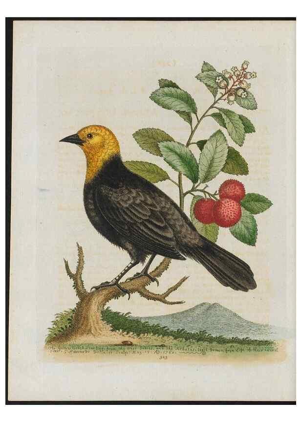 Reproducción/Reproduction 26931869439: Gleanings of natural history, exhibiting figures of quadrupeds, birds, insects, plants &c.... London :Printed for author at the Royal Collage of Physicians,1758-1764.. 