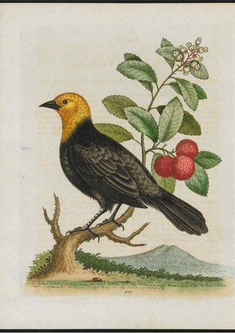 Reproducción/Reproduction 26931869439: Gleanings of natural history, exhibiting figures of quadrupeds, birds, insects, plants &c.... London :Printed for author at the Royal Collage of Physicians,1758-1764.. 