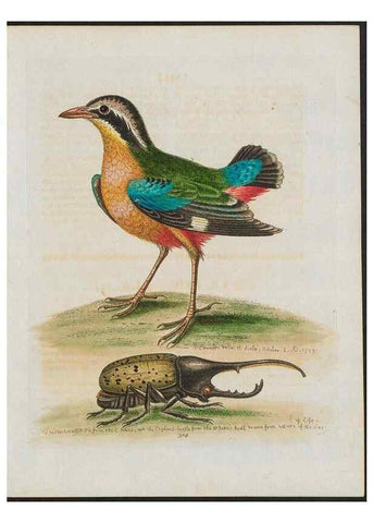 Reproducción/Reproduction 26931873699: Gleanings of natural history, exhibiting figures of quadrupeds, birds, insects, plants &c.... London :Printed for author at the Royal Collage of Physicians,1758-1764.. 