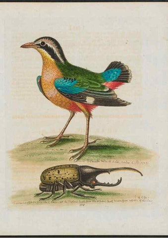 Reproducción/Reproduction 26931873699: Gleanings of natural history, exhibiting figures of quadrupeds, birds, insects, plants &c.... London :Printed for author at the Royal Collage of Physicians,1758-1764.. 
