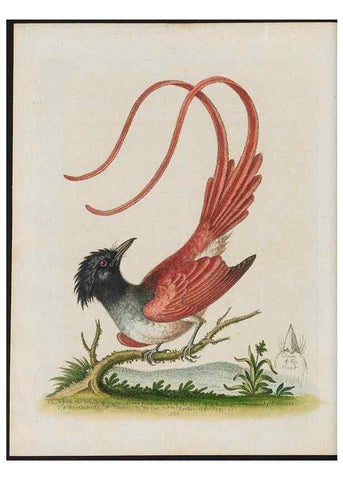 Reproducción/Reproduction 26931877969: Gleanings of natural history, exhibiting figures of quadrupeds, birds, insects, plants &c.... London :Printed for author at the Royal Collage of Physicians,1758-1764.. 