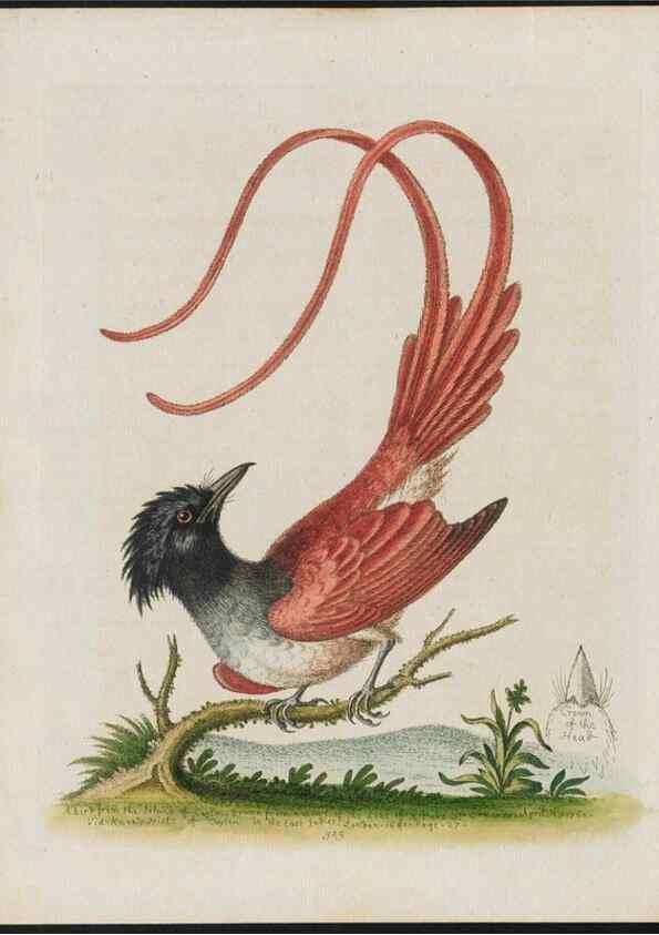 Reproducción/Reproduction 26931877969: Gleanings of natural history, exhibiting figures of quadrupeds, birds, insects, plants &c.... London :Printed for author at the Royal Collage of Physicians,1758-1764.. 