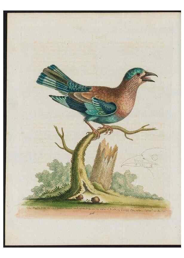 Reproducción/Reproduction 38675638482: Gleanings of natural history, exhibiting figures of quadrupeds, birds, insects, plants &c.... London :Printed for author at the Royal Collage of Physicians,1758-1764.. 